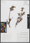 Foto von Salix hastata L.